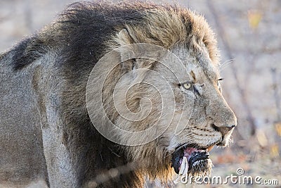 Wild Adult Male Lion with a Loose Canine Stalking Prey Stock Photo