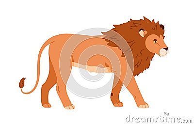 Wild adult male lion with mane. African feline animal walking. Leo king with shaggy hair on head, profile. Jungle Vector Illustration