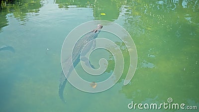 Wild African alligators float in the water, plunging to the bottom of the river Stock Photo