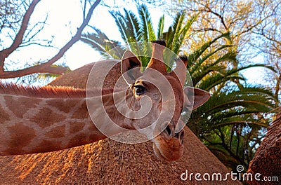 Wild african animals. Closeup namibian giraffe on natural background Stock Photo