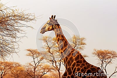 Wild african animals. Closeup South African giraffe or Cape giraffe Stock Photo
