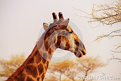 Wild african animals. Closeup South African giraffe or Cape giraffe Stock Photo