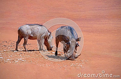 Common warthogs pumba stands on red earth on a sunny day. Stock Photo