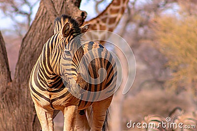 African plains zebra on the dry yellow savannah grasslands. Stock Photo