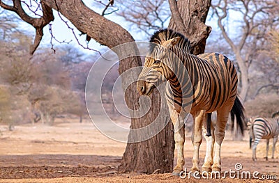 African plains zebra on the dry yellow savannah grasslands. Stock Photo