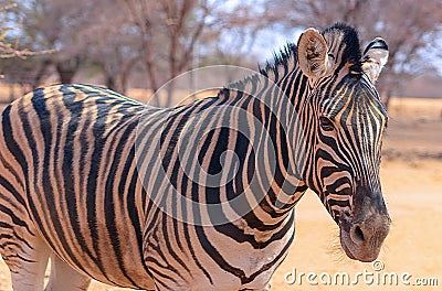 Wild african animals. Zebra close up portrait Stock Photo