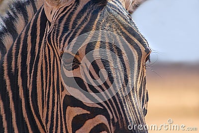 Wild african animals. Zebra close up portrait Stock Photo
