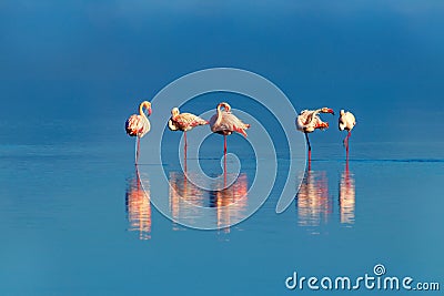 Wild african birds. Group birds of pink african flamingos walking around the blue lagoon Stock Photo