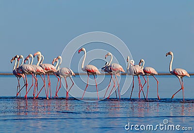 Wild african birds. Group birds of pink african flamingos walking around the blue lagoon Stock Photo