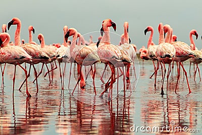 Group of African red flamingo birds and their reflection on clear water. Walvis bay, Namibia, Africa Stock Photo