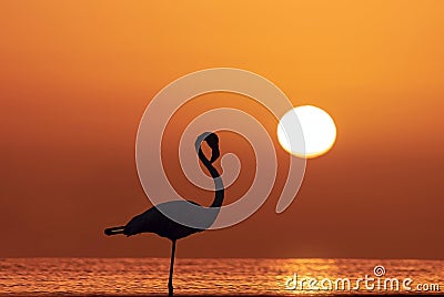 Wild african birds. Silhouette of a lonely flamingo stands in a lagoon against a background of golden sunset Stock Photo