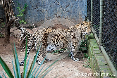 Wild african cheetah, guepard in a zoo cage Stock Photo