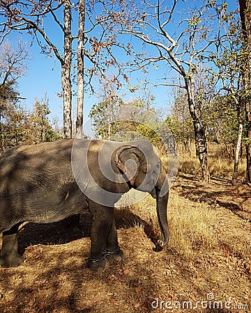 Wild African Elephant Stock Photo