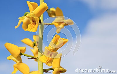 Wild African Flowers - Golden Ground Orchid Stock Photo