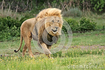 Wild african lion Stock Photo