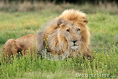 Wild african lion Stock Photo