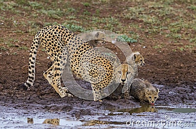 Cheetah /South Africa Stock Photo