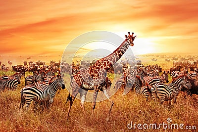 Wild African zebras and giraffe in the African savannah. Serengeti National Park. Wildlife of Tanzania. Artistic image Stock Photo