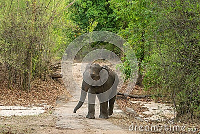 wild aggressive asian elephant or Elephas maximus indicus roadblock walking head on in summer season and natural green scenic Stock Photo