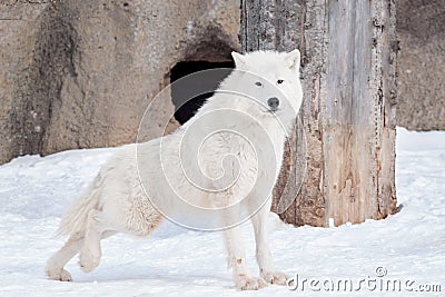 Wild alaskan tundra wolf. Canis lupus arctos. Polar wolf or white wolf. Stock Photo