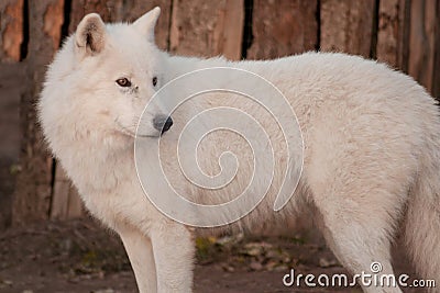 Wild alaskan tundra wolf close up. Canis lupus arctos. Polar wolf or white wolf. Stock Photo