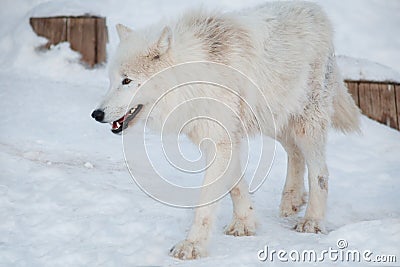 Wild alaskan tundra wolf is walking on white snow. Canis lupus arctos. Polar wolf or white wolf Stock Photo