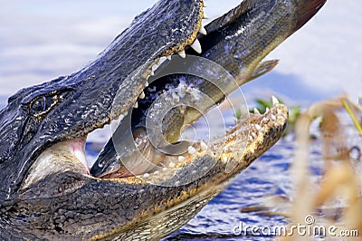 Wild alligator eating catfish Stock Photo