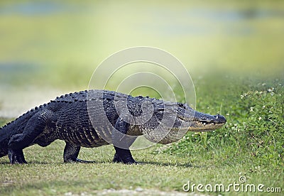 Wild American Alligator Stock Photo