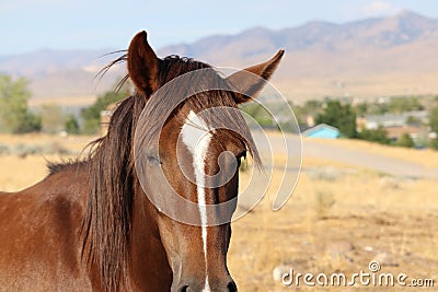 Wild American Mustang horse headshot closeup Stock Photo