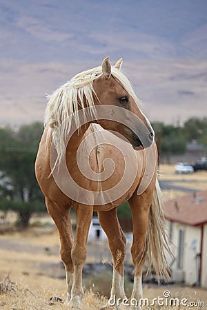 Wild American mustang Palomino cross horse Sierra Nevadas Stock Photo