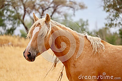 Wild American Palomino Stallion Stock Photo