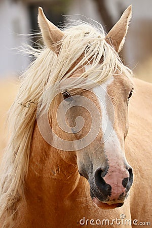 Wild Palomino Stallion American Mustang Wild horse headshot facing Stock Photo