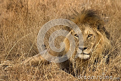 Wild animal in africa, serengeti national park Stock Photo