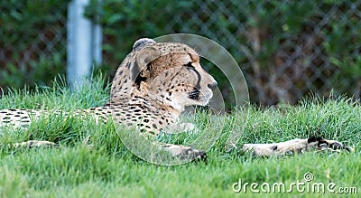 Wild Animal Cheetah or Tiger in Al Ain Zoo Editorial Stock Photo