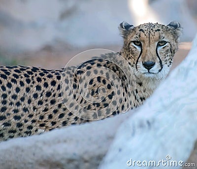 Wild Animal Cheetah or Tiger in Al Ain Zoo Editorial Stock Photo