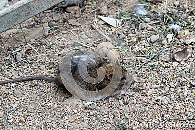 A mouse with a long tail and a shabby sits on the ground and is not afraid of anything Stock Photo