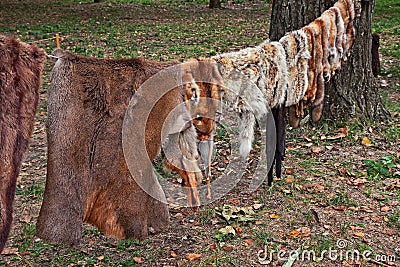 Wild animal skins of an ancient tannery Stock Photo