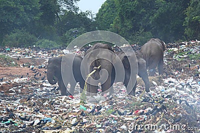 Wild animals and ecology Stock Photo