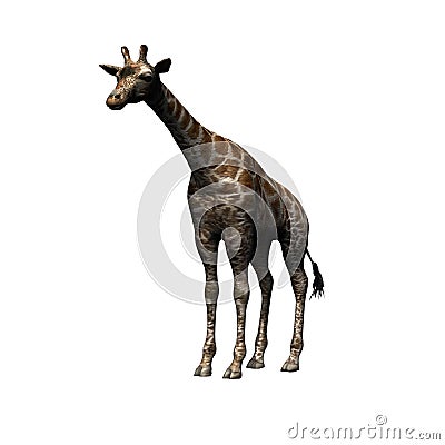 Wild animals - giraffe - isolated on white background Cartoon Illustration
