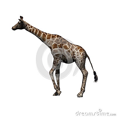 Wild animals - giraffe - isolated on white background Cartoon Illustration