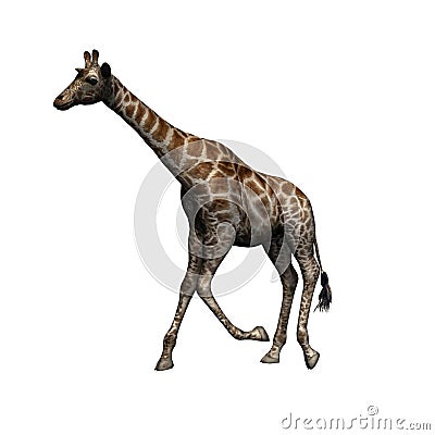 Wild animals - giraffe - isolated on white background Cartoon Illustration