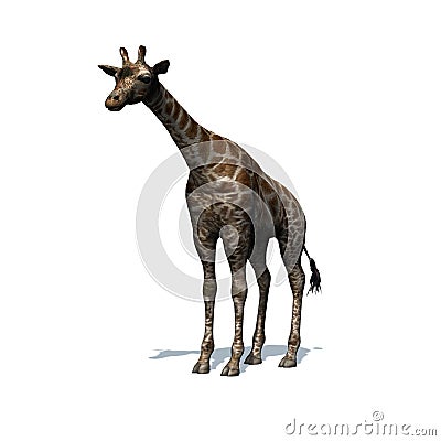 Wild animals - giraffe with shadow on the floor - isolated on white background Cartoon Illustration