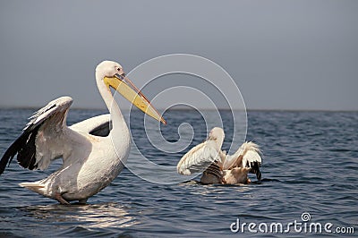 Group of Great White Pelicans in the water Stock Photo