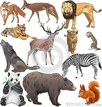 Wild animals Vector Illustration