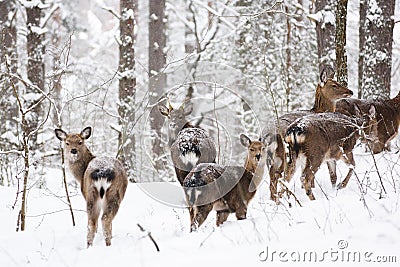 Wild animals in their natural habitat. Spotted Cervus deer family in deep snow in winter forest Stock Photo