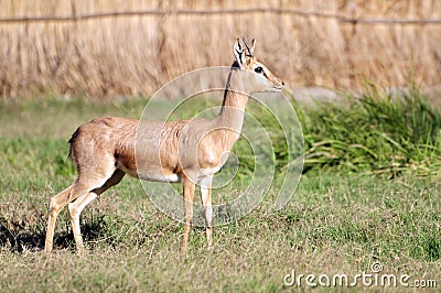 Wild antelope Stock Photo