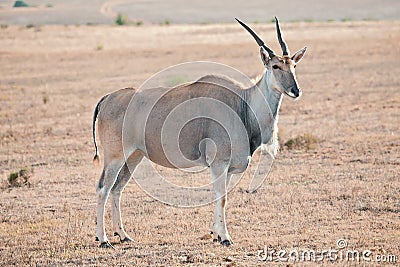 Wild antelope Stock Photo