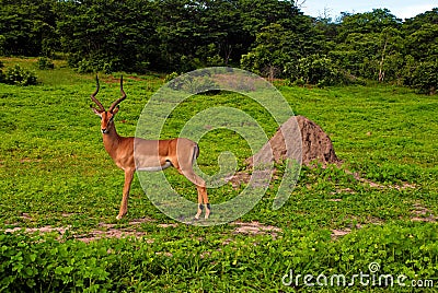 Wild antelope impala male (South Africa) Stock Photo