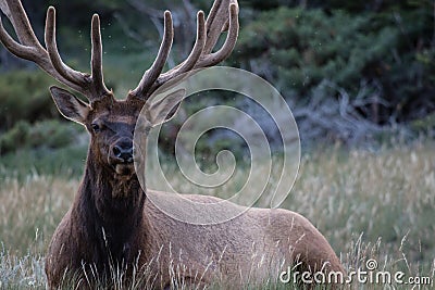 Wild Antlered bull Elk or Wapiti (Cervus canadensis) resting in the wildgrass, Banff National Park Alberta Stock Photo