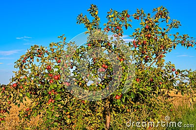 Wild apple tree Stock Photo